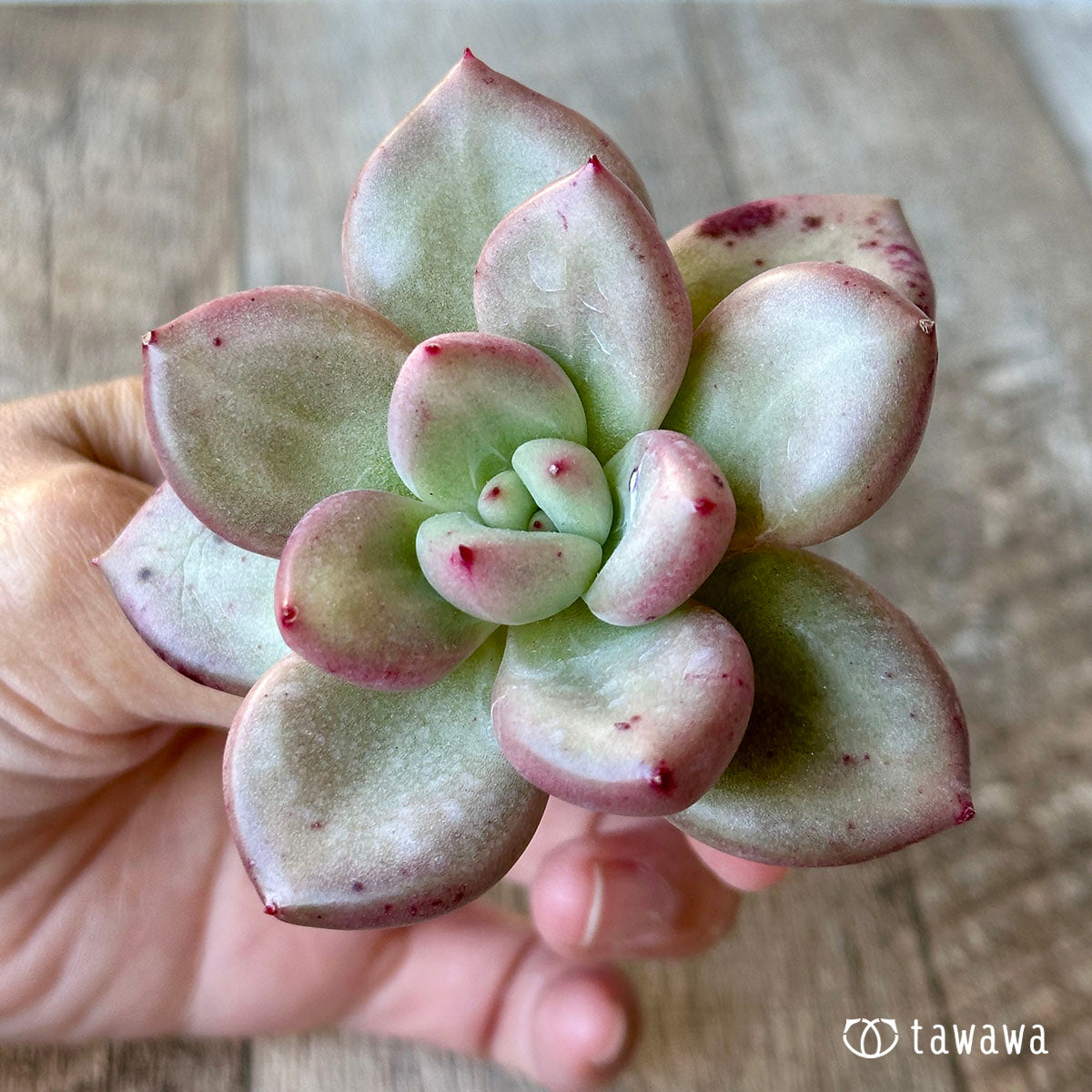 New Arrivals: Ice Green