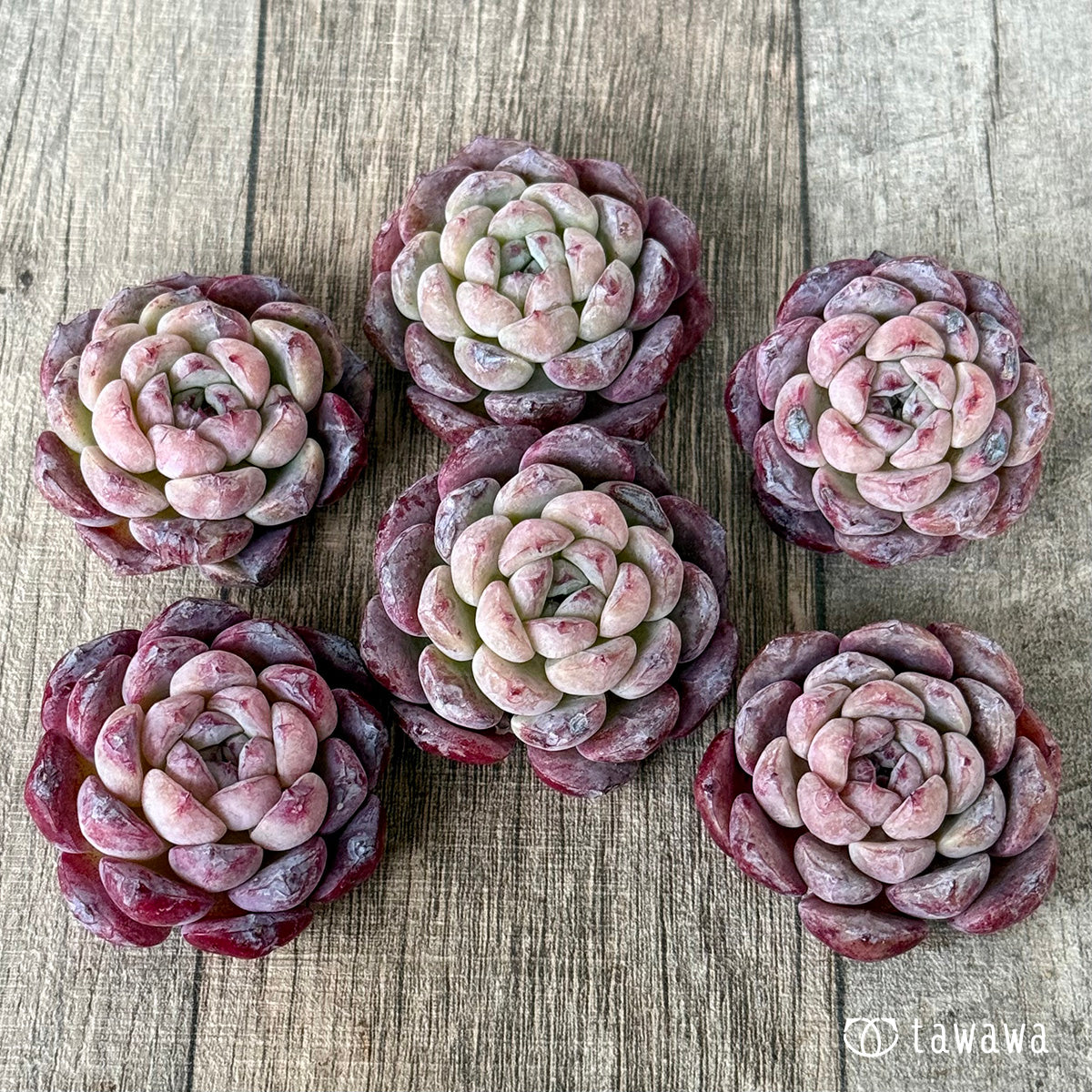 미슐랭 (챔피언 모종)