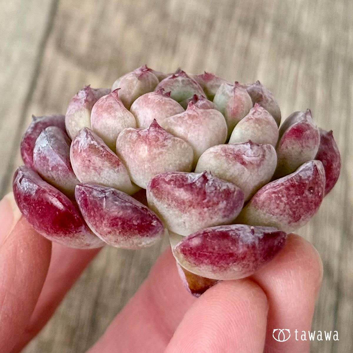 미슐랭 (챔피언 모종)