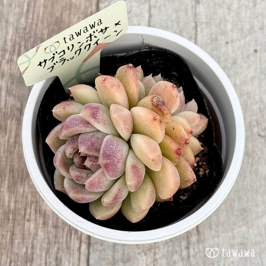 サブコリンボサ×ブラッククイーン 【tawawaハウス苗】