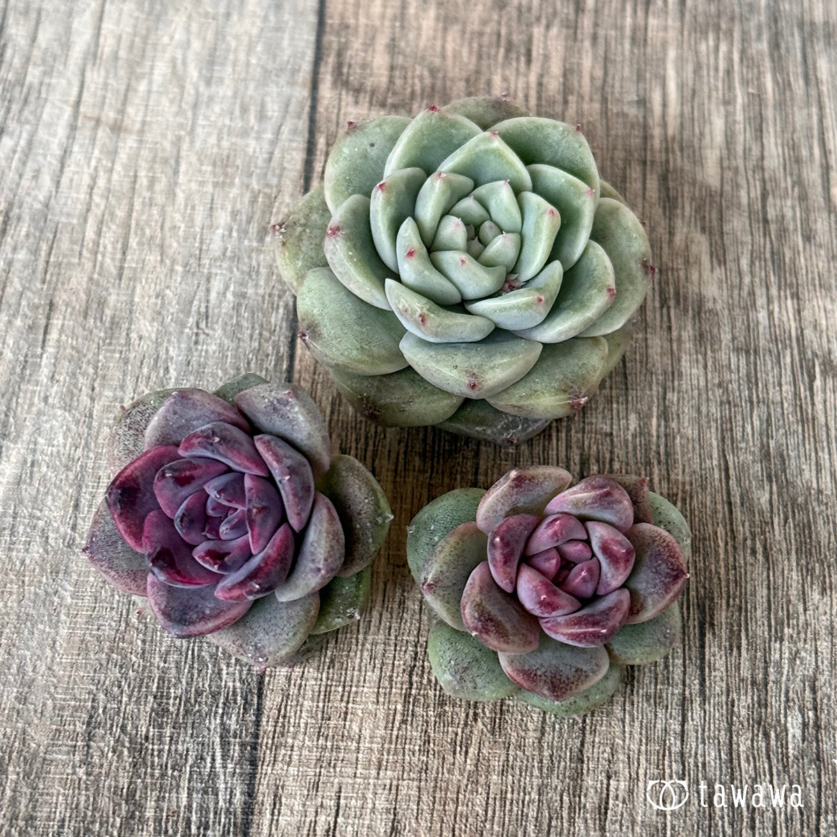 チュビ&ムジ【2:枝分かれ】(チャンヒー農園苗)