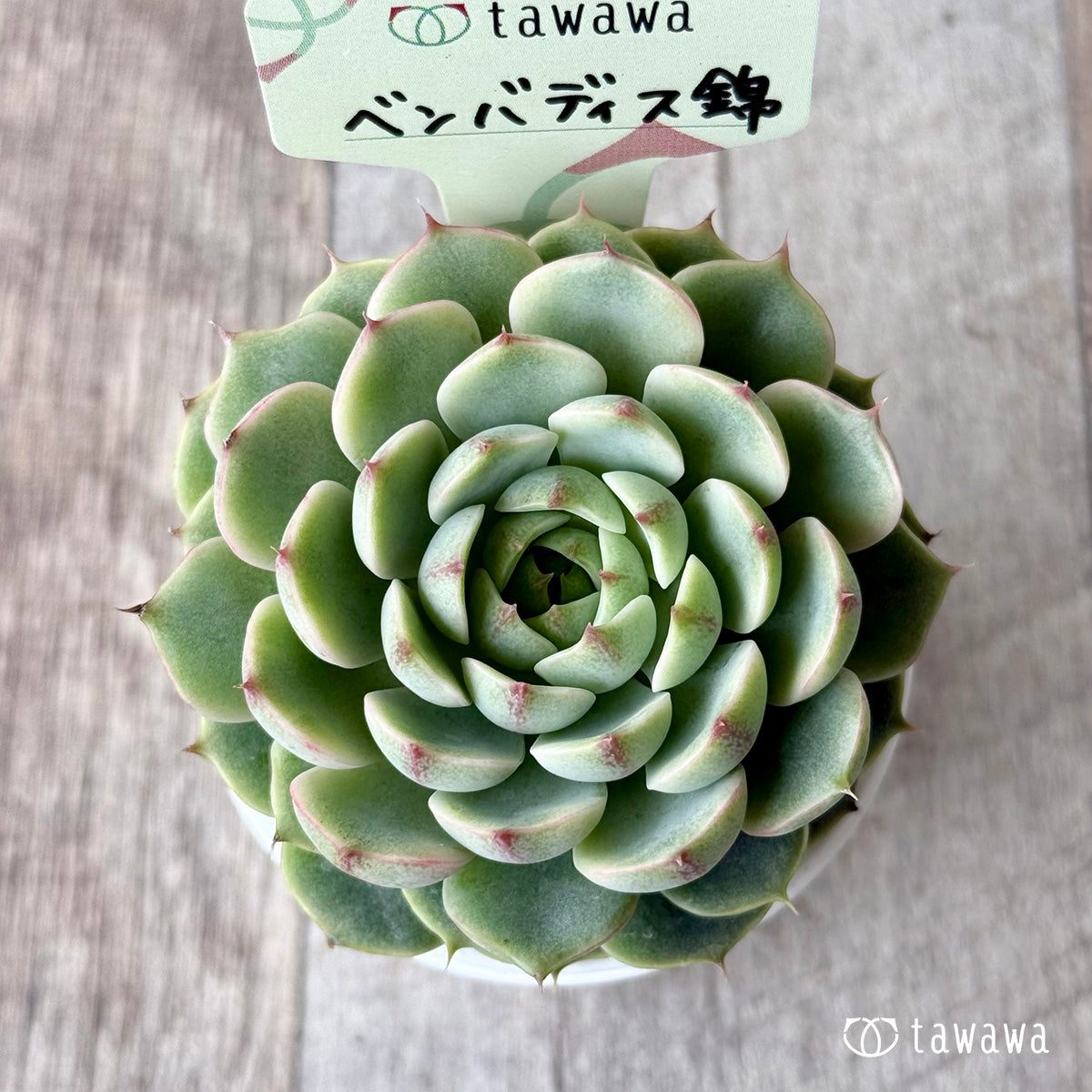 ベンバディス錦【tawawaハウス苗】