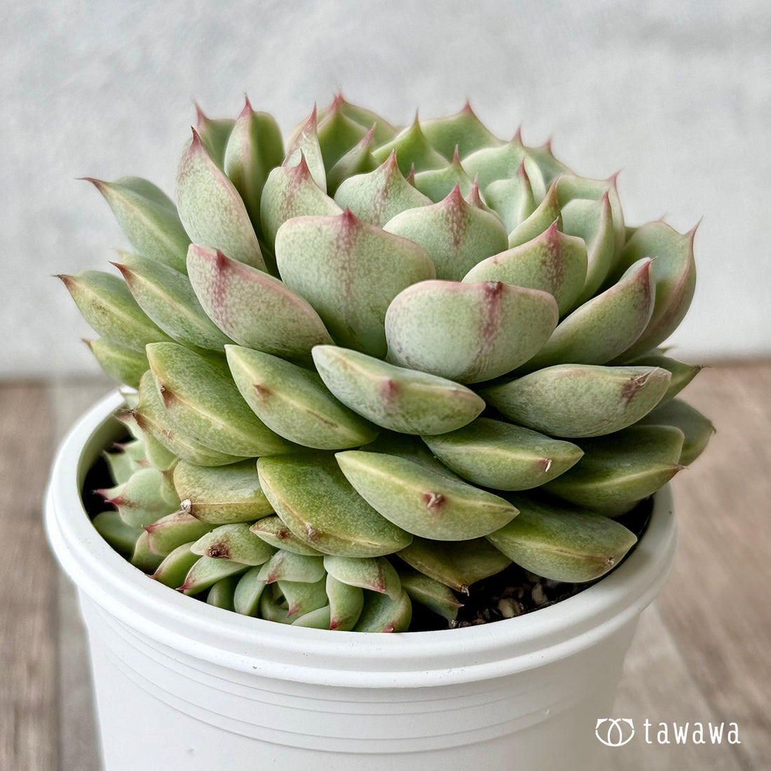 ベンバディス錦【tawawaハウス苗】