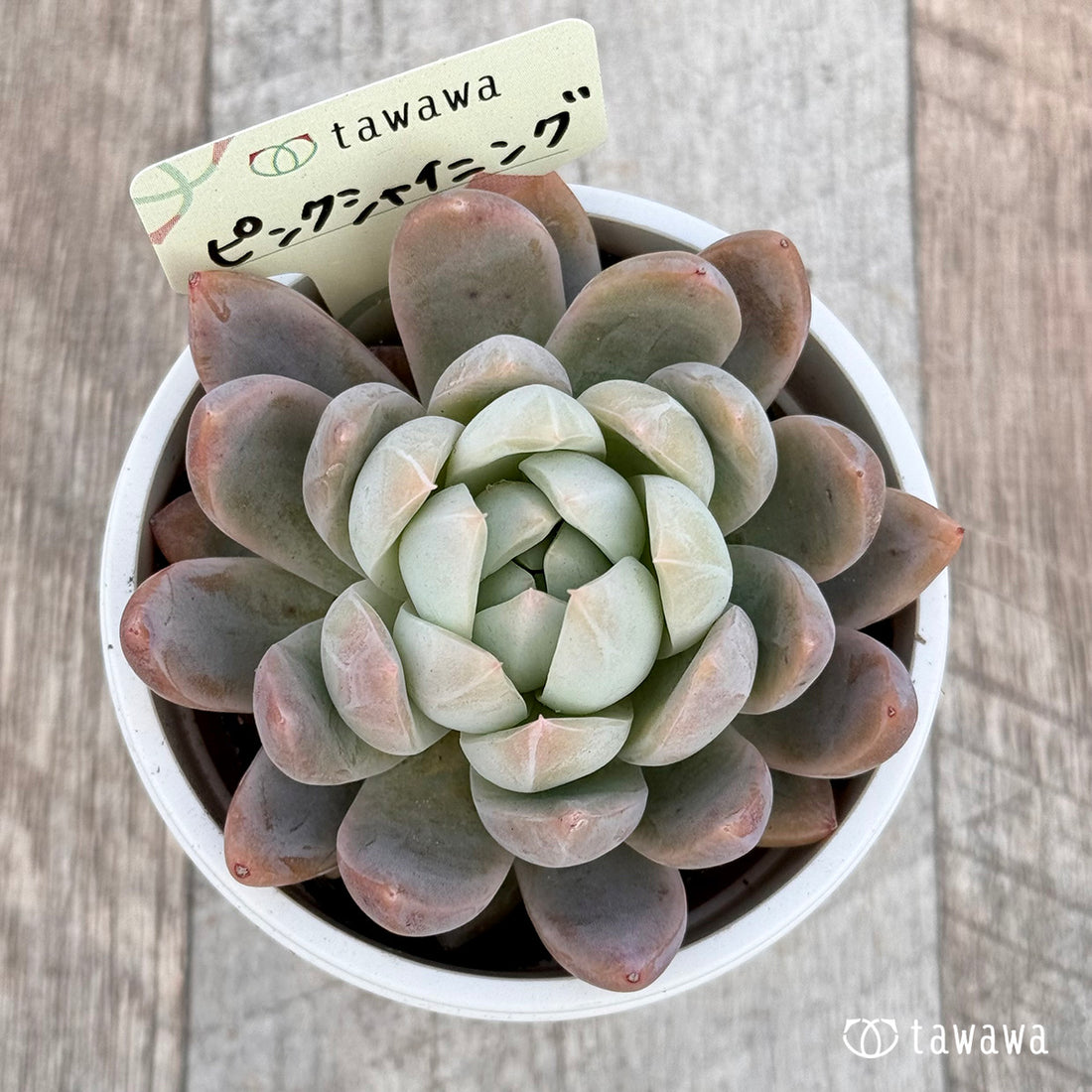 ピンクシャイニング 【tawawaハウス苗】