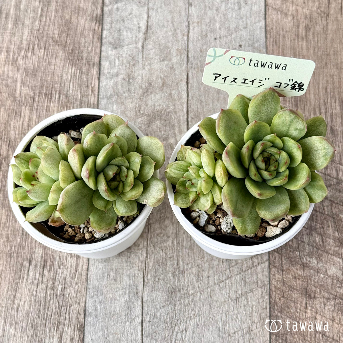 *新発売* アイスエイジ コブ錦(双頭)【tawawaハウス苗】