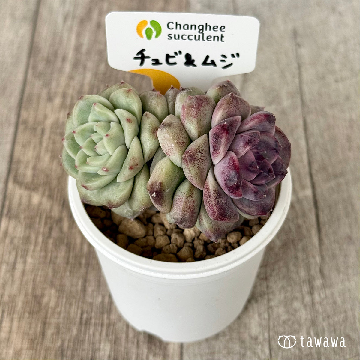 チュビ&ムジ【3】(チャンヒー農園苗)