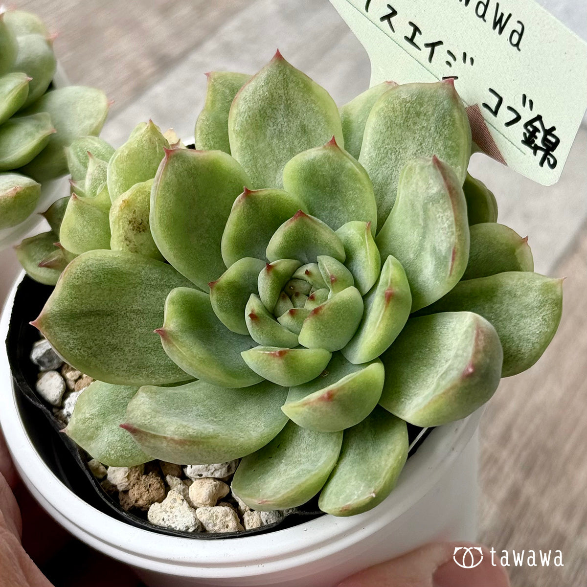 *新発売* アイスエイジ コブ錦(双頭)【tawawaハウス苗】