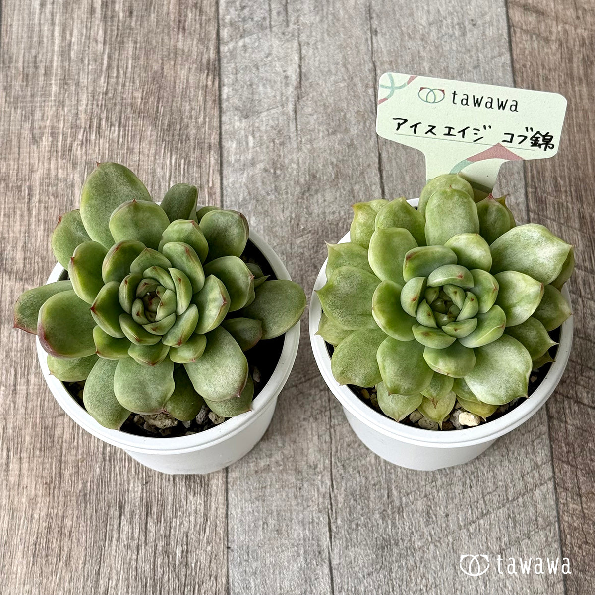 *新発売* アイスエイジ コブ錦(単頭)【tawawaハウス苗】