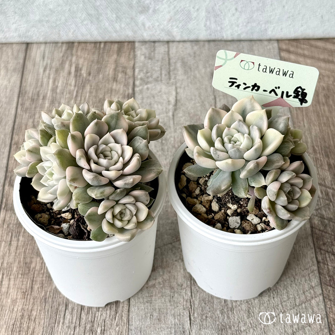 ティンカーベル錦 【tawawaハウス苗】