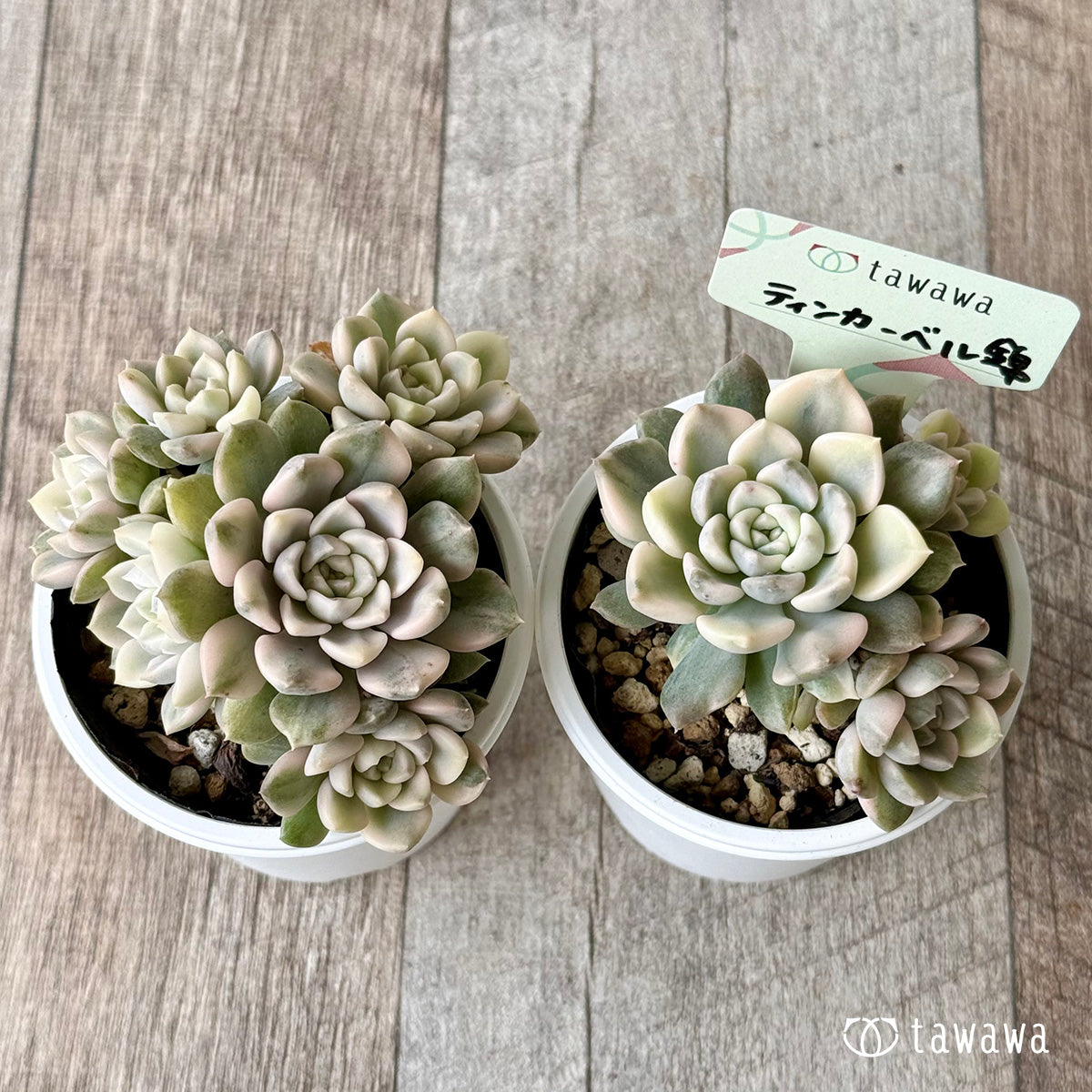 ティンカーベル錦 【tawawaハウス苗】