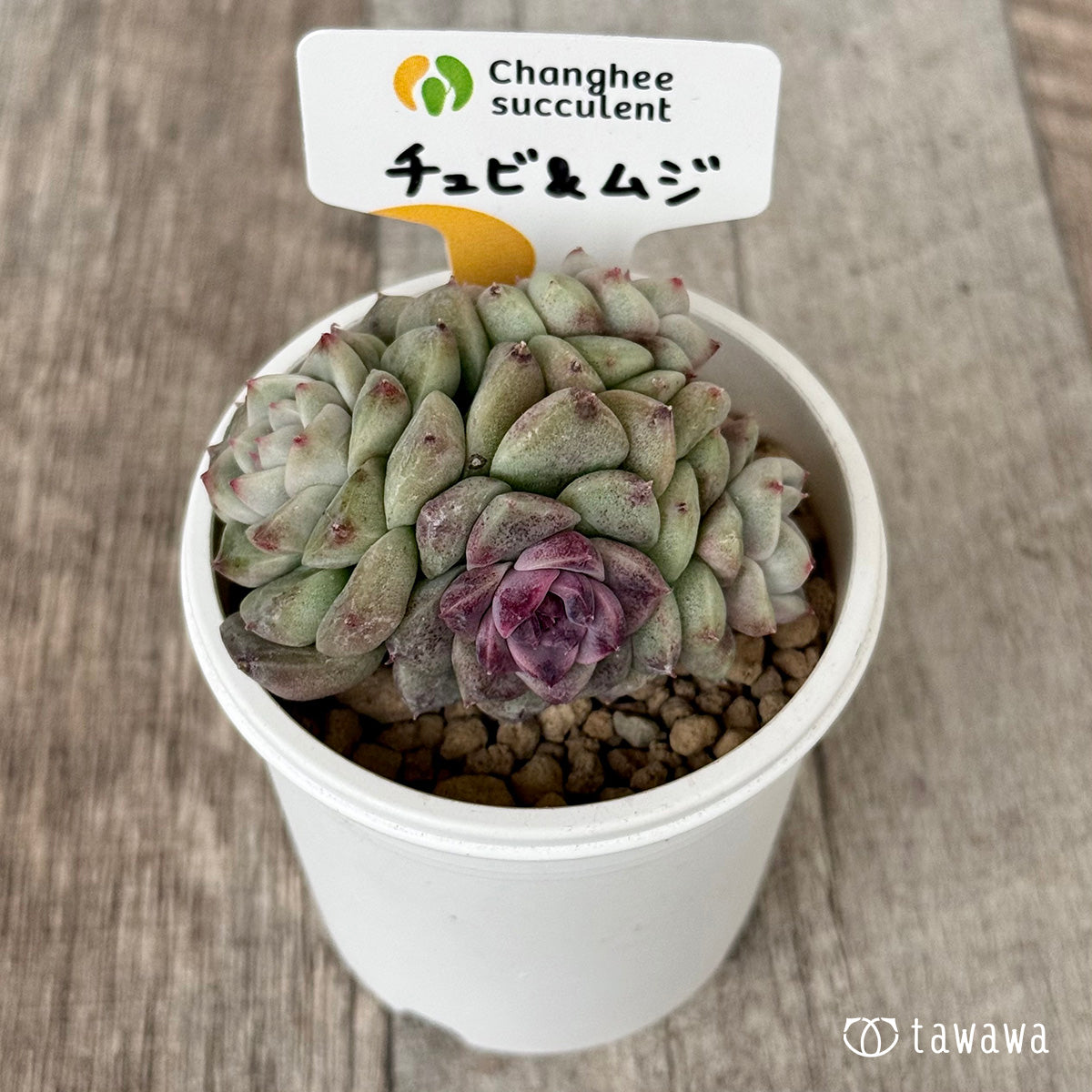 チュビ&ムジ【5】(チャンヒー農園苗)