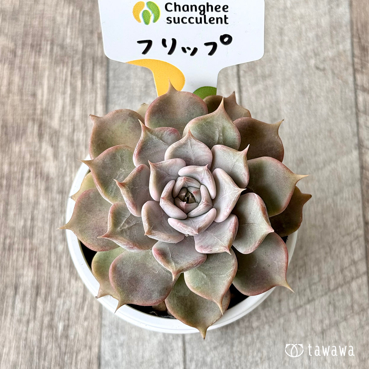 *新発売* フリップ(チャンヒー農園) 【tawawaハウス苗】