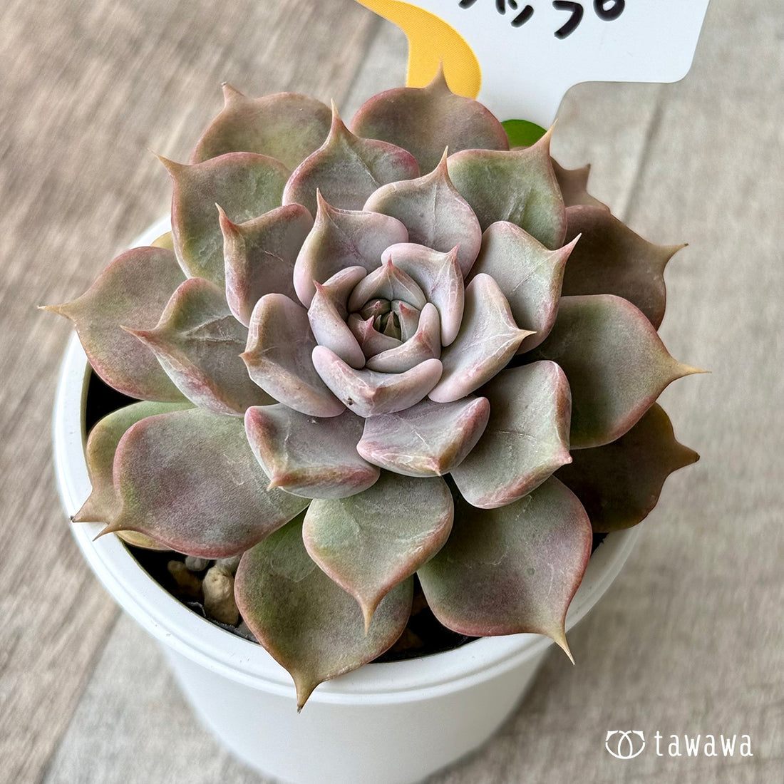 フリップ(チャンヒー農園) 【tawawaハウス苗】