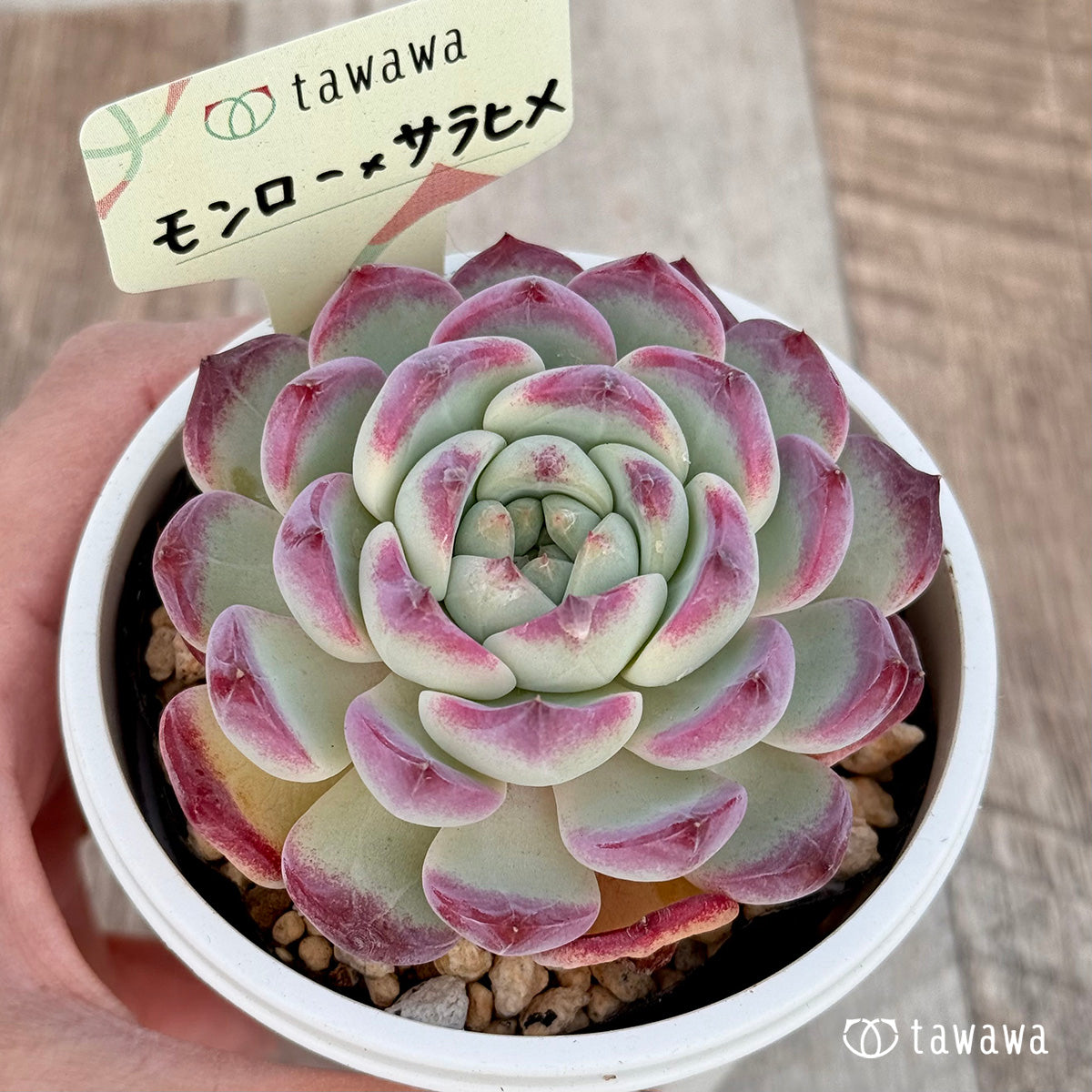 モンロー×サラヒメ 【tawawaハウス苗】