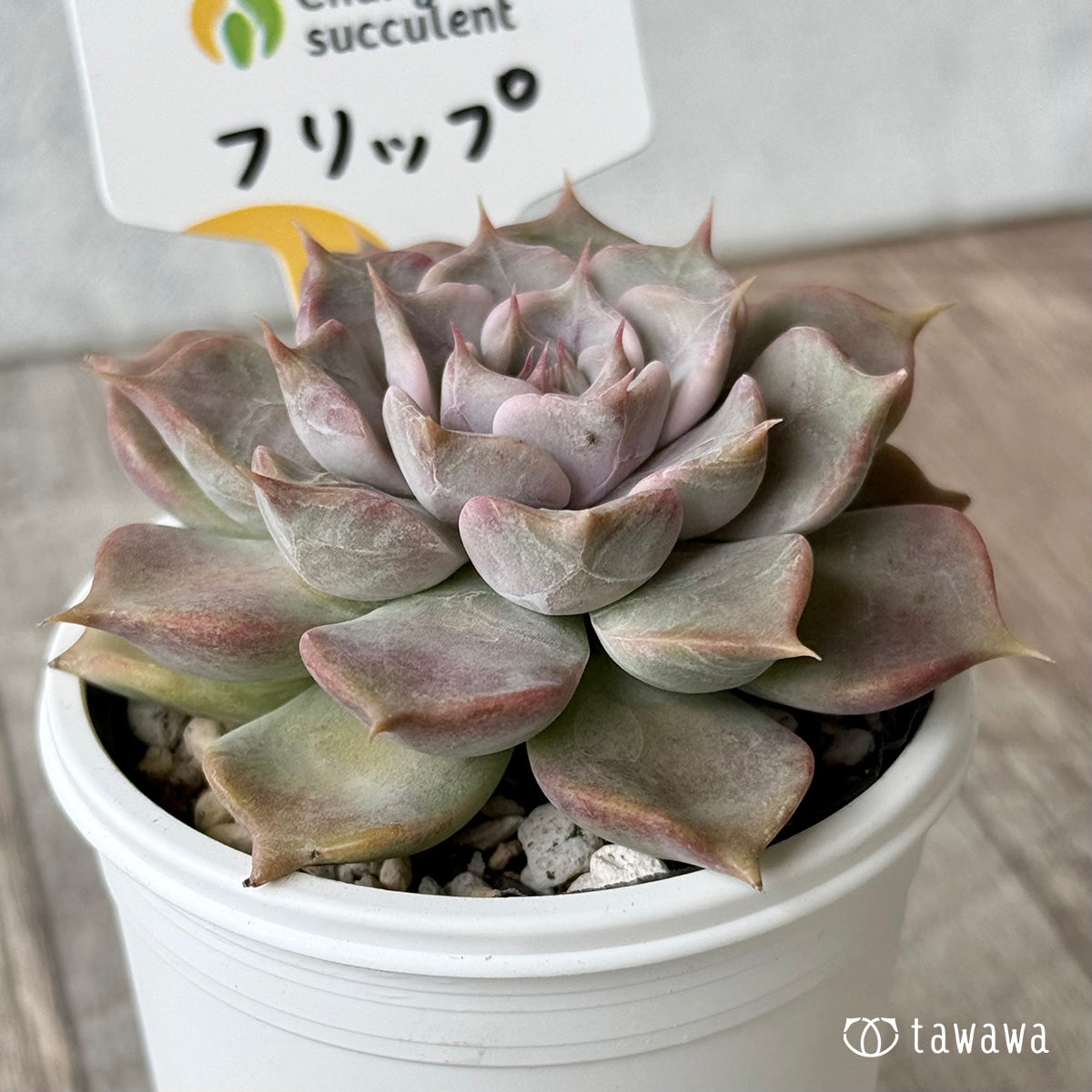 *新発売* フリップ(チャンヒー農園) 【tawawaハウス苗】
