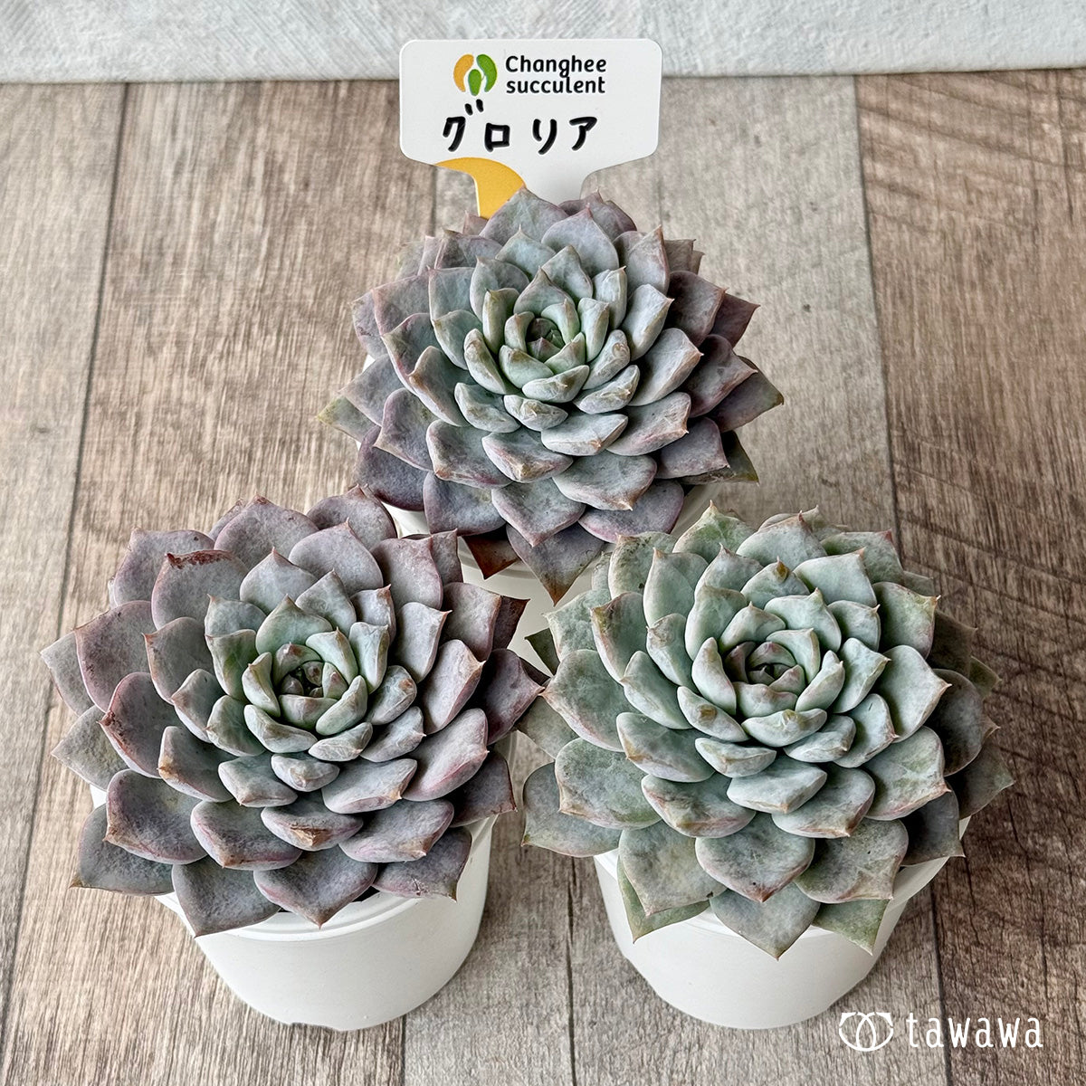 グロリア【tawawaハウス苗】