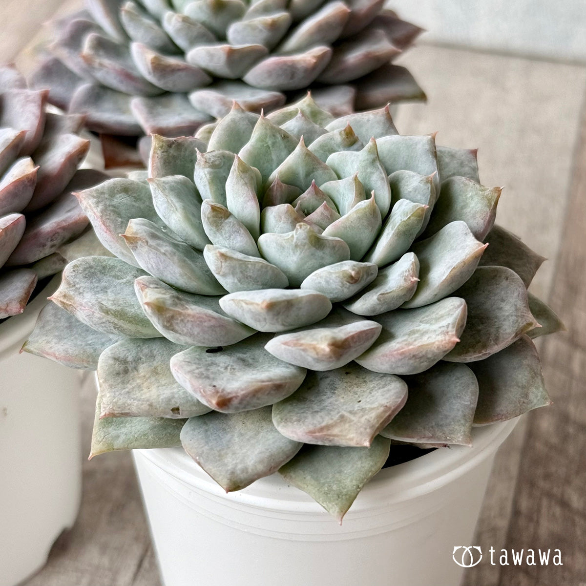 グロリア【tawawaハウス苗】