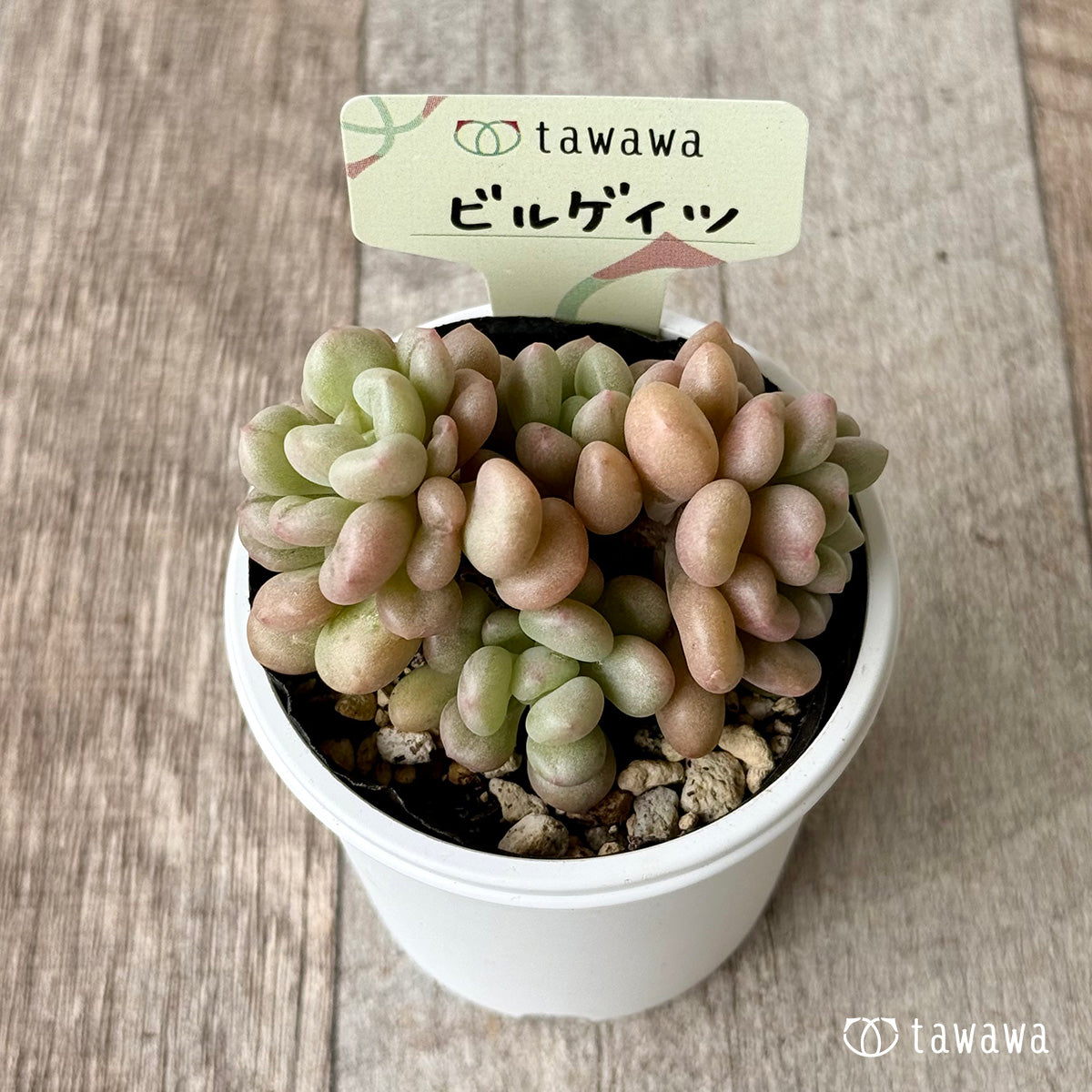 ビルゲイツ 【tawawaハウス苗】