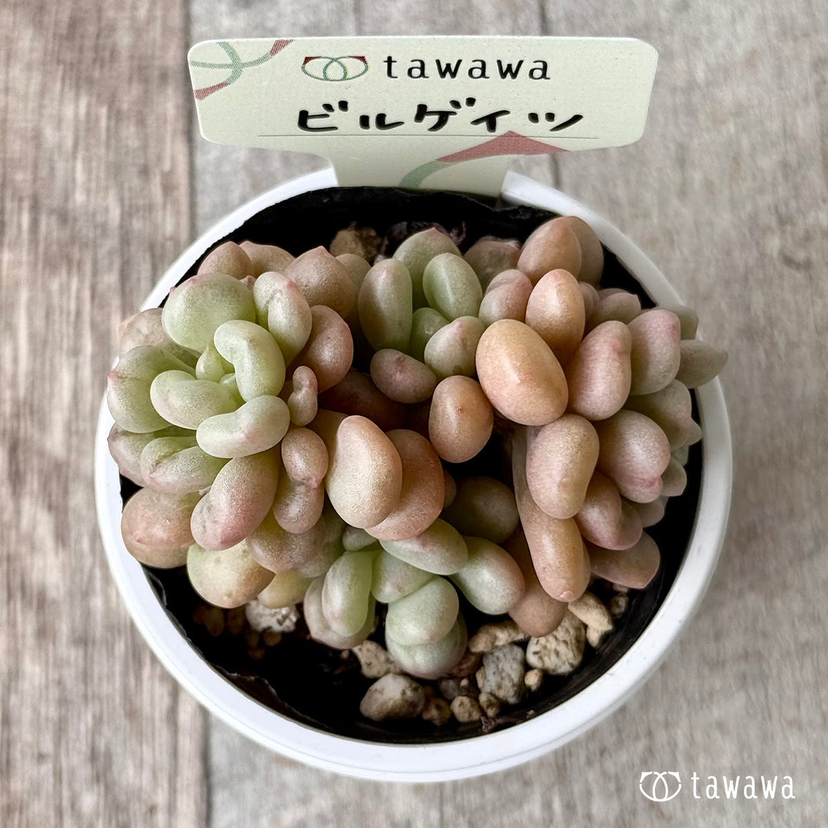 ビルゲイツ 【tawawaハウス苗】