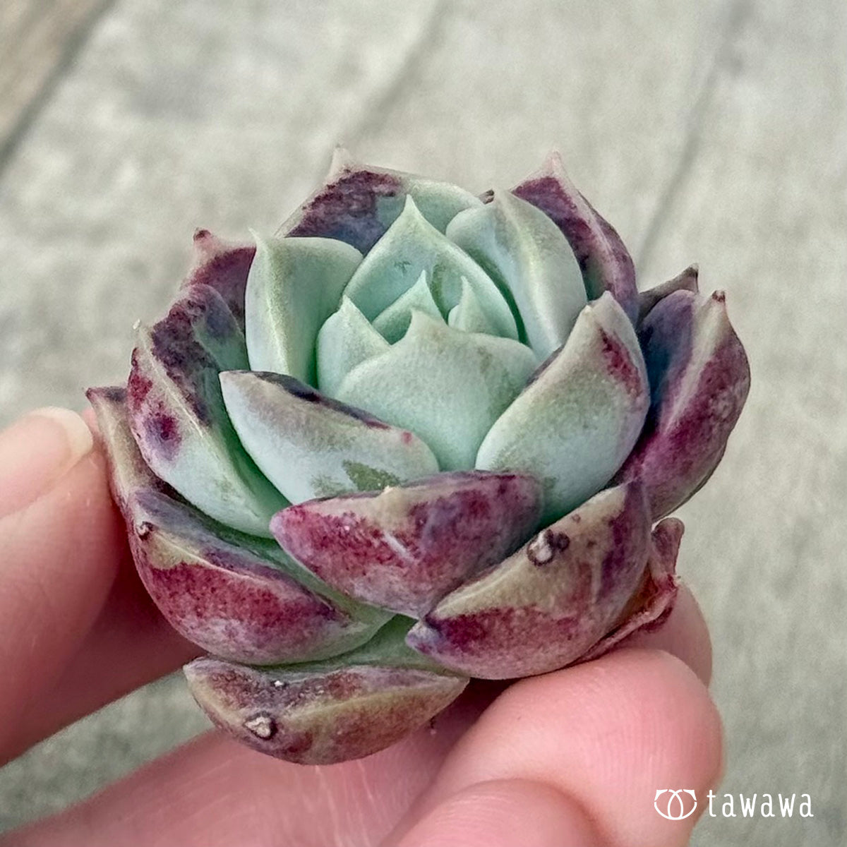 *新入荷* コットンキャンディ(チャンヒー農園苗)