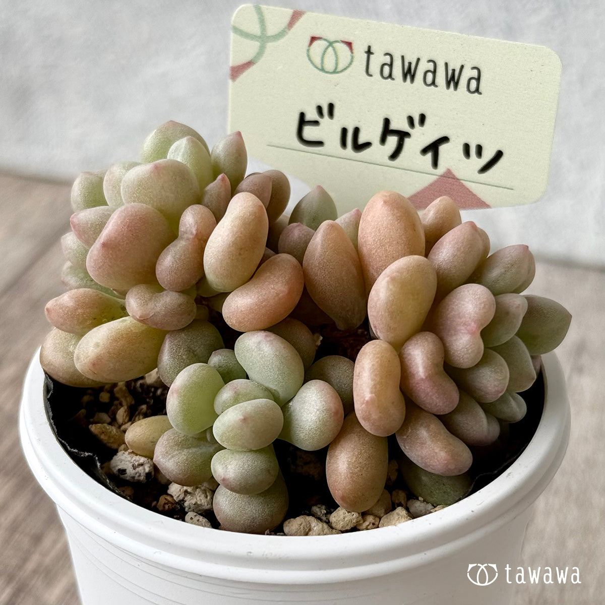 ビルゲイツ 【tawawaハウス苗】