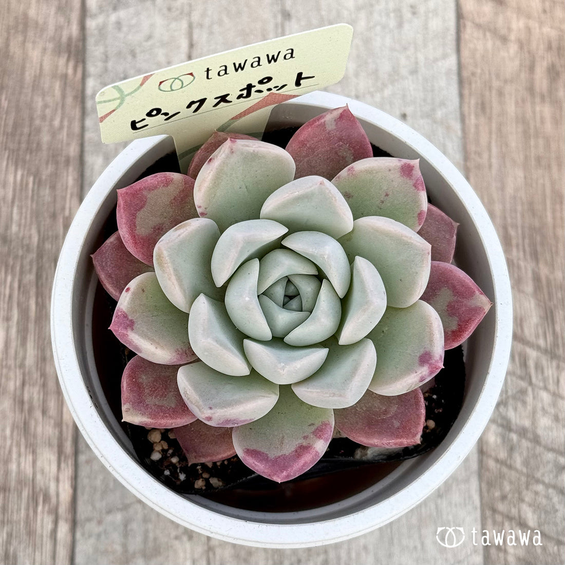 ピンクスポット 【tawawaハウス苗】