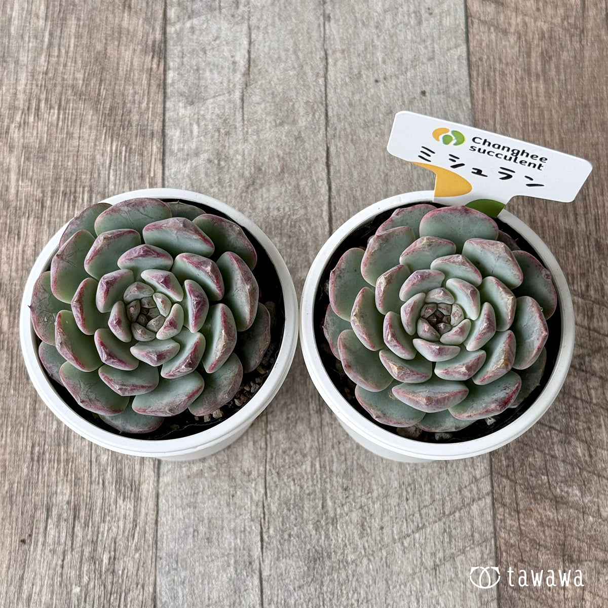 New Arrivals: Ice Green