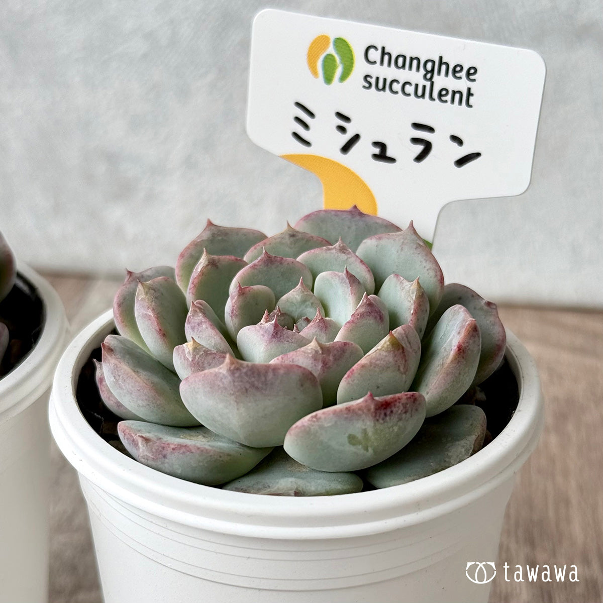 New Arrivals: Ice Green
