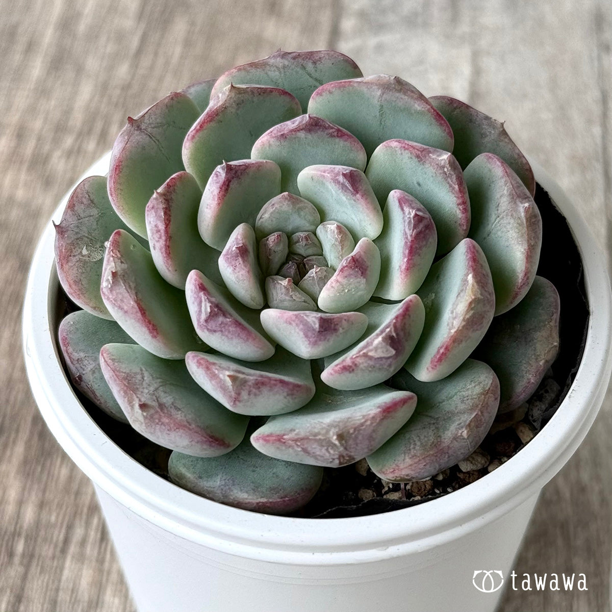 New Arrivals: Ice Green