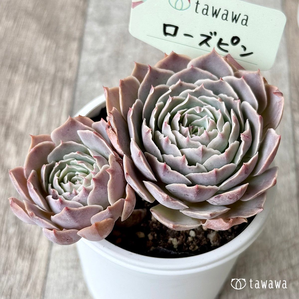 *新発売* ローズピン(エアーマジック農園)【tawawaハウス苗】