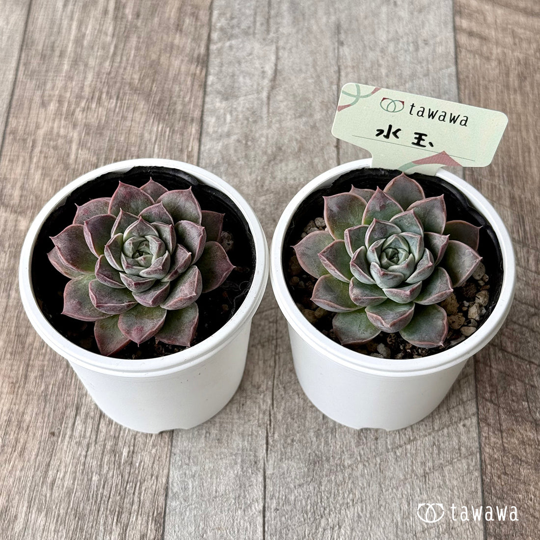 水玉【tawawaハウス苗】