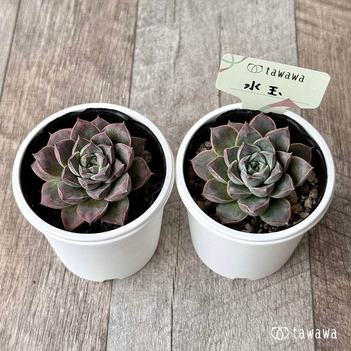 水玉【tawawaハウス苗】