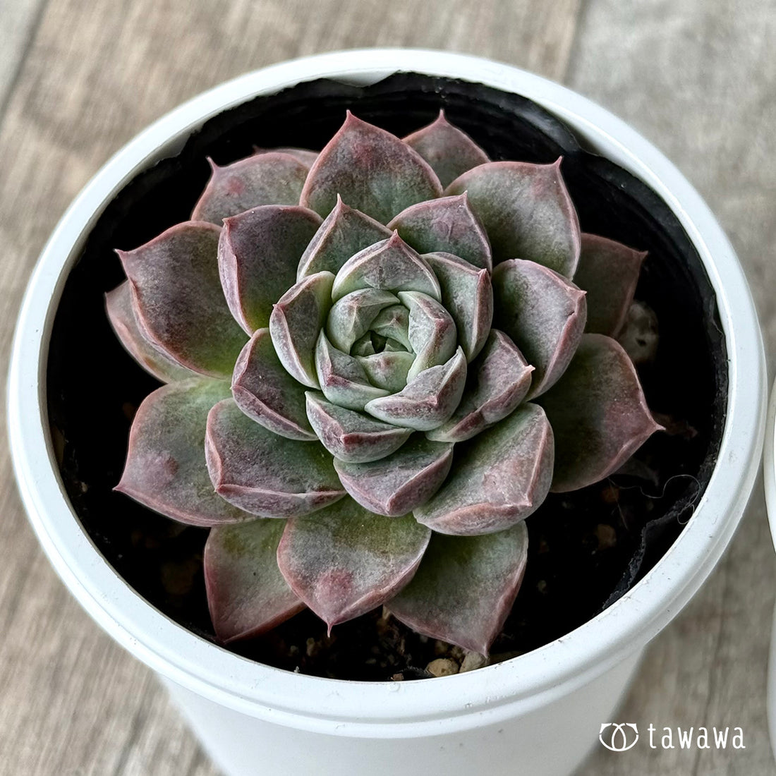 水玉【tawawaハウス苗】