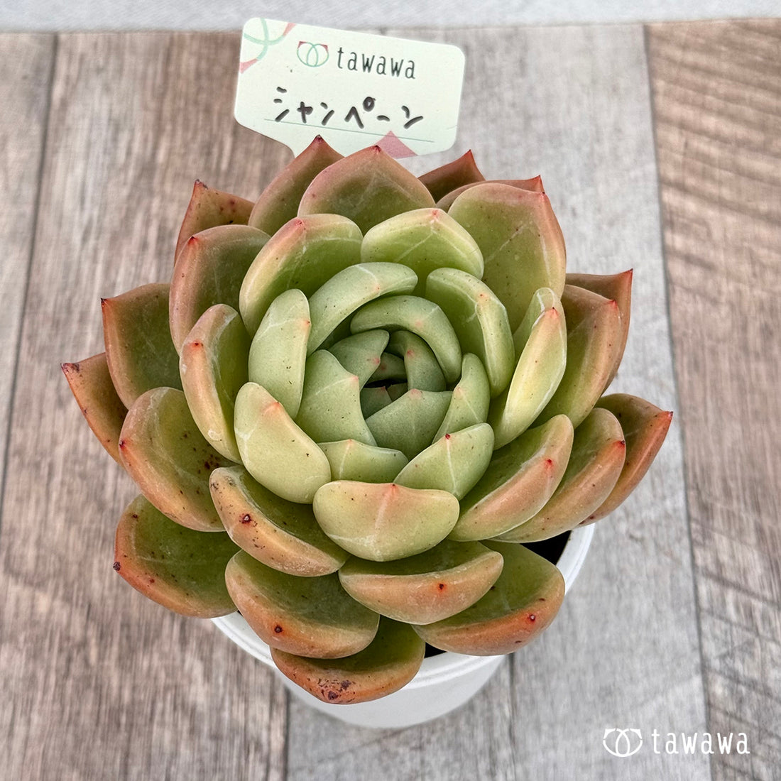 シャンペーン 【tawawaハウス苗】