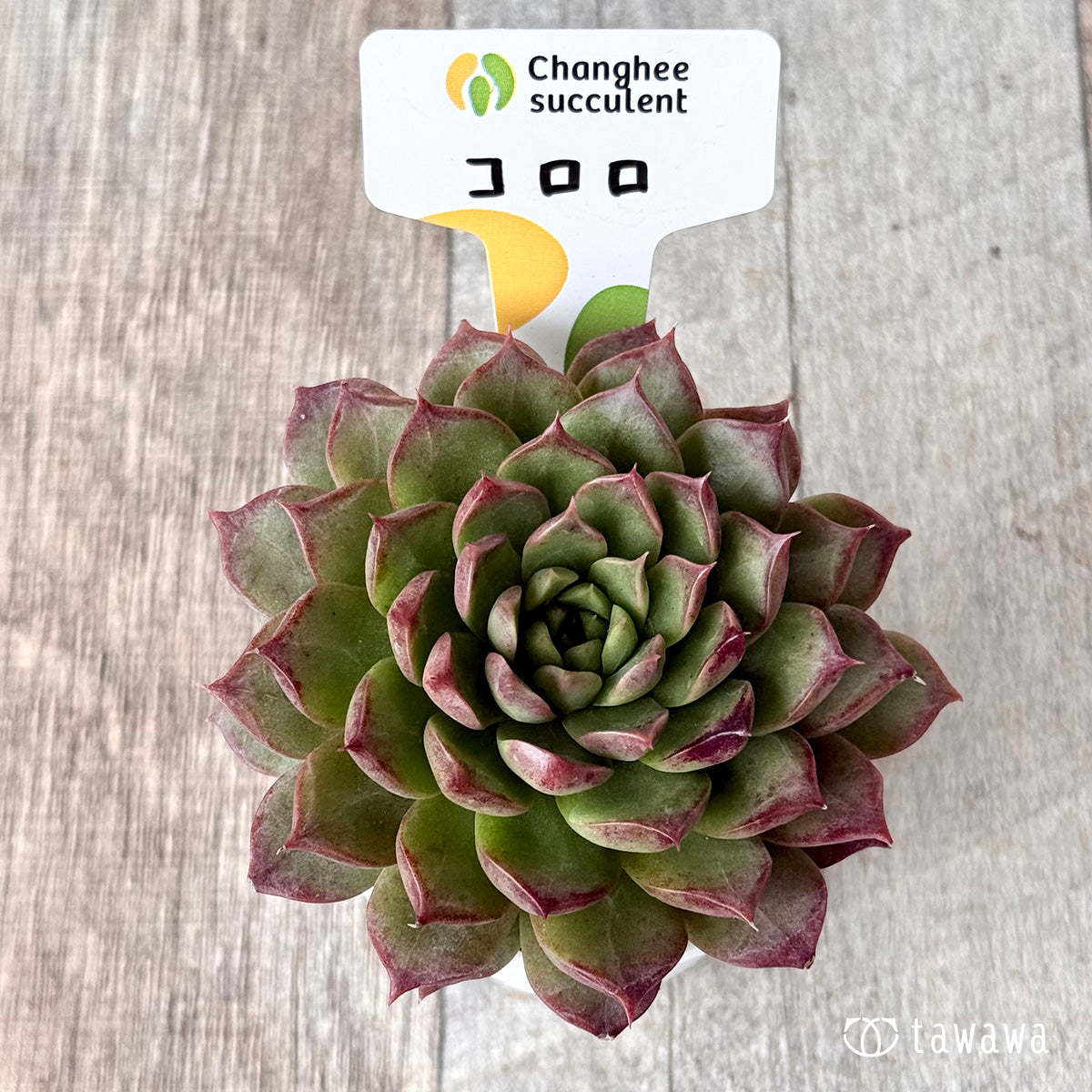 New Arrivals: Ice Green