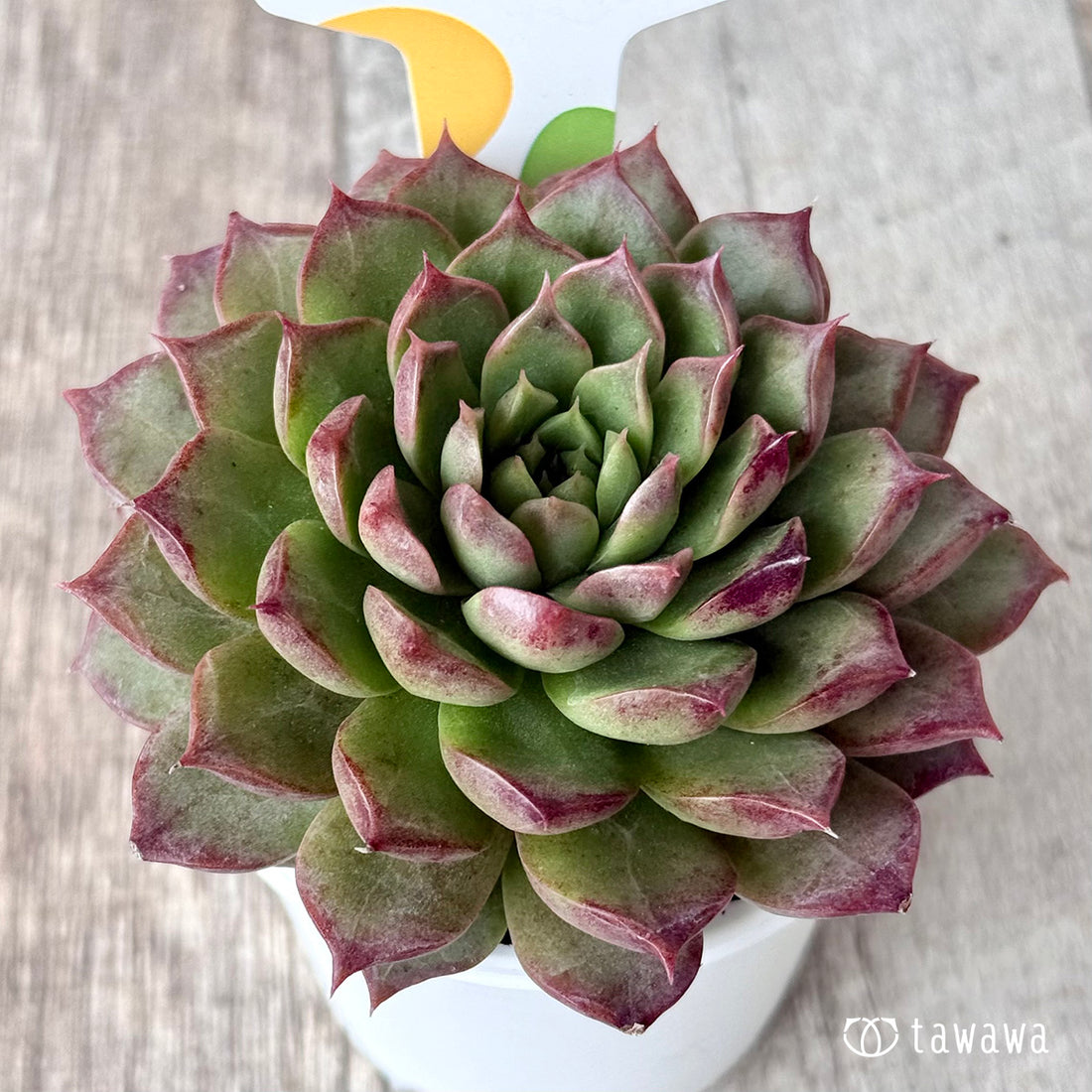 New Arrivals: Ice Green