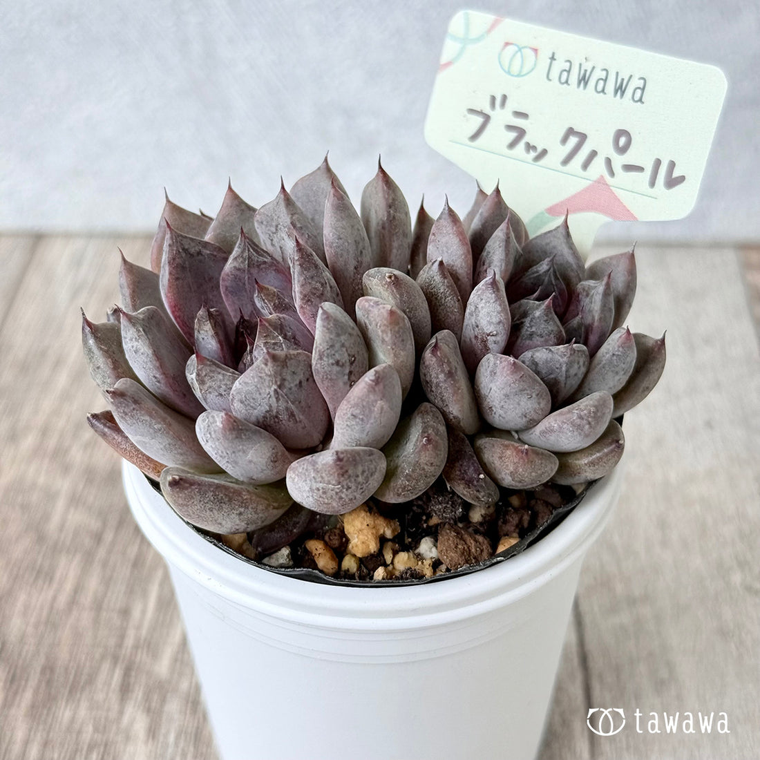 *新発売* ブラックパール(双頭)【tawawaハウス苗】