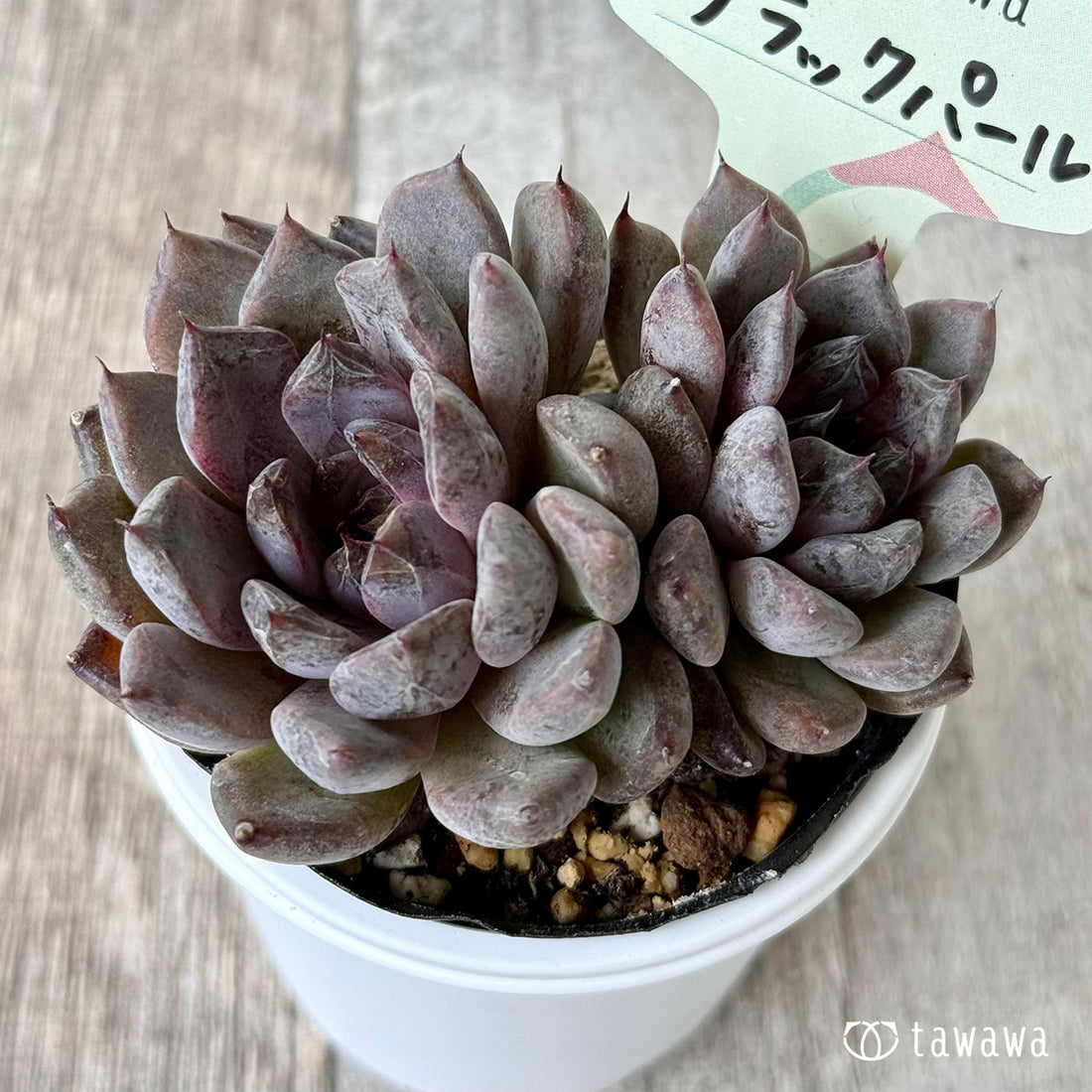 *新発売* ブラックパール(双頭)【tawawaハウス苗】