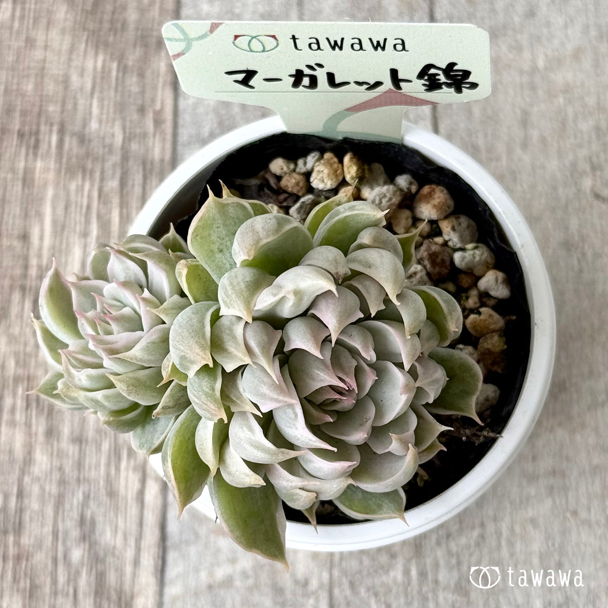 *新発売* マーガレット錦【tawawaハウス苗】