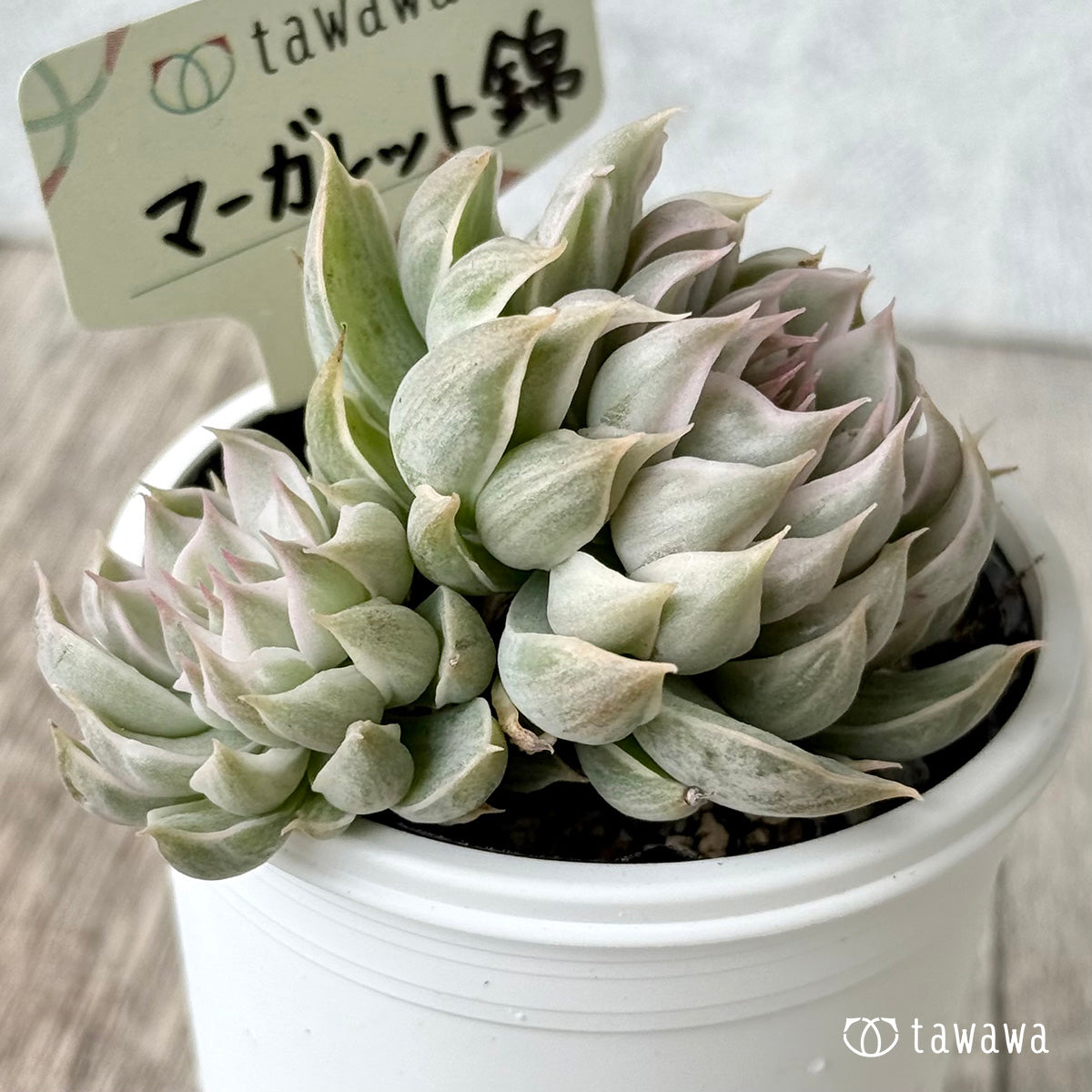 *新発売* マーガレット錦【tawawaハウス苗】