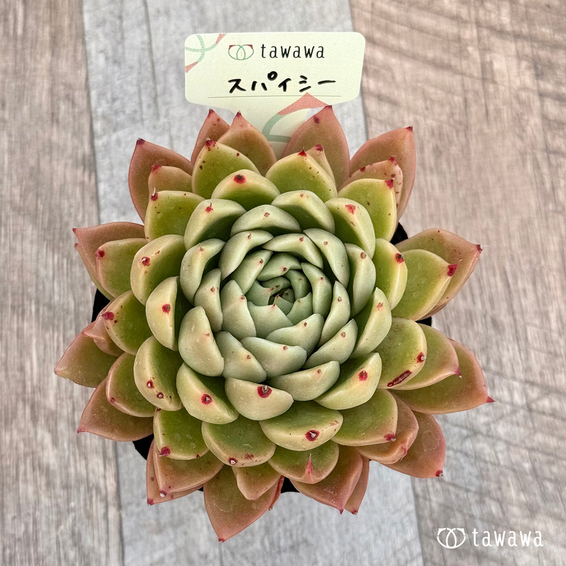 スパイシー 【tawawaハウス苗】