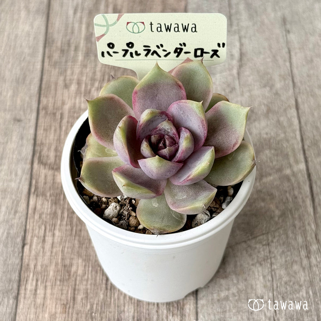 *新発売* パープルラベンダーローズ 【tawawaハウス苗】