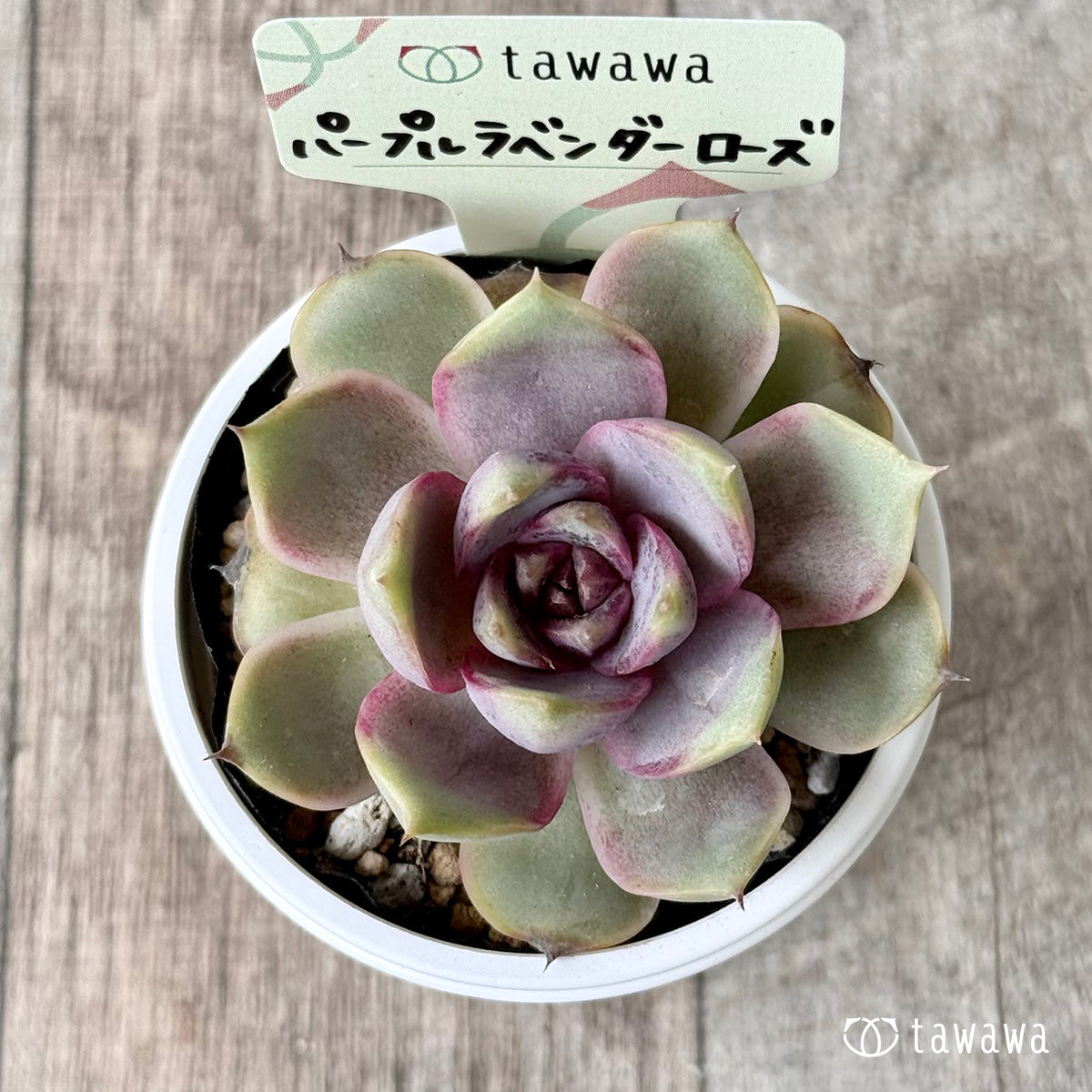 *新発売* パープルラベンダーローズ 【tawawaハウス苗】