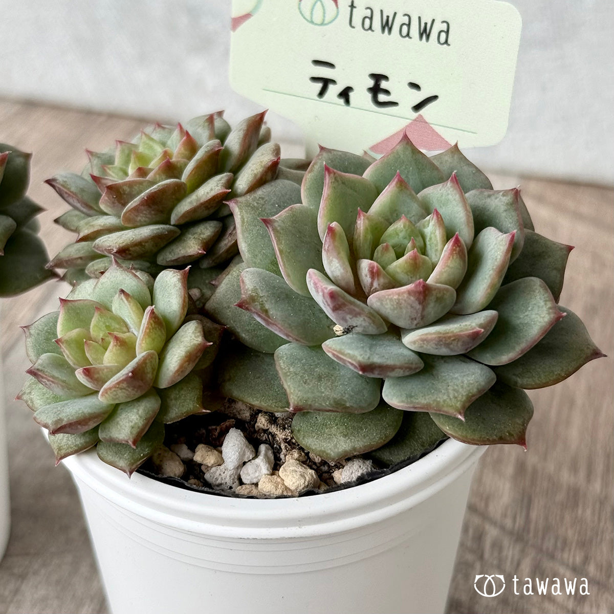 *新発売* ティモン(エアーマジック農園)【tawawaハウス苗】