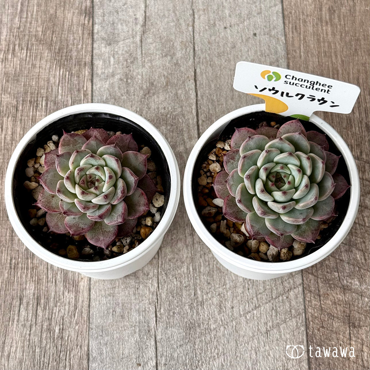 *新発売* ソウルクラウン(チャンヒー農園)【tawawaハウス苗】