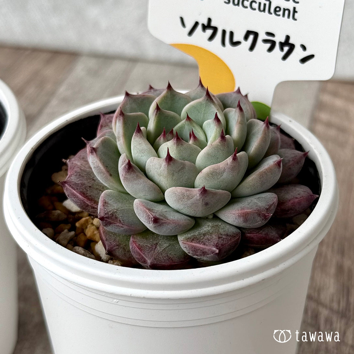 *新発売* ソウルクラウン(チャンヒー農園)【tawawaハウス苗】