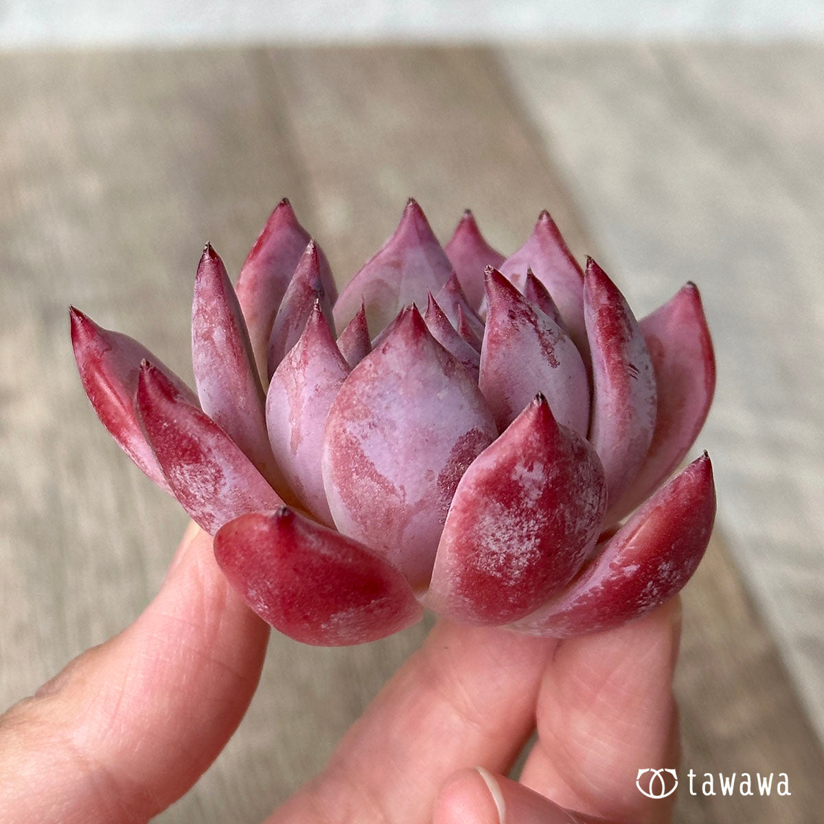 콜로라타