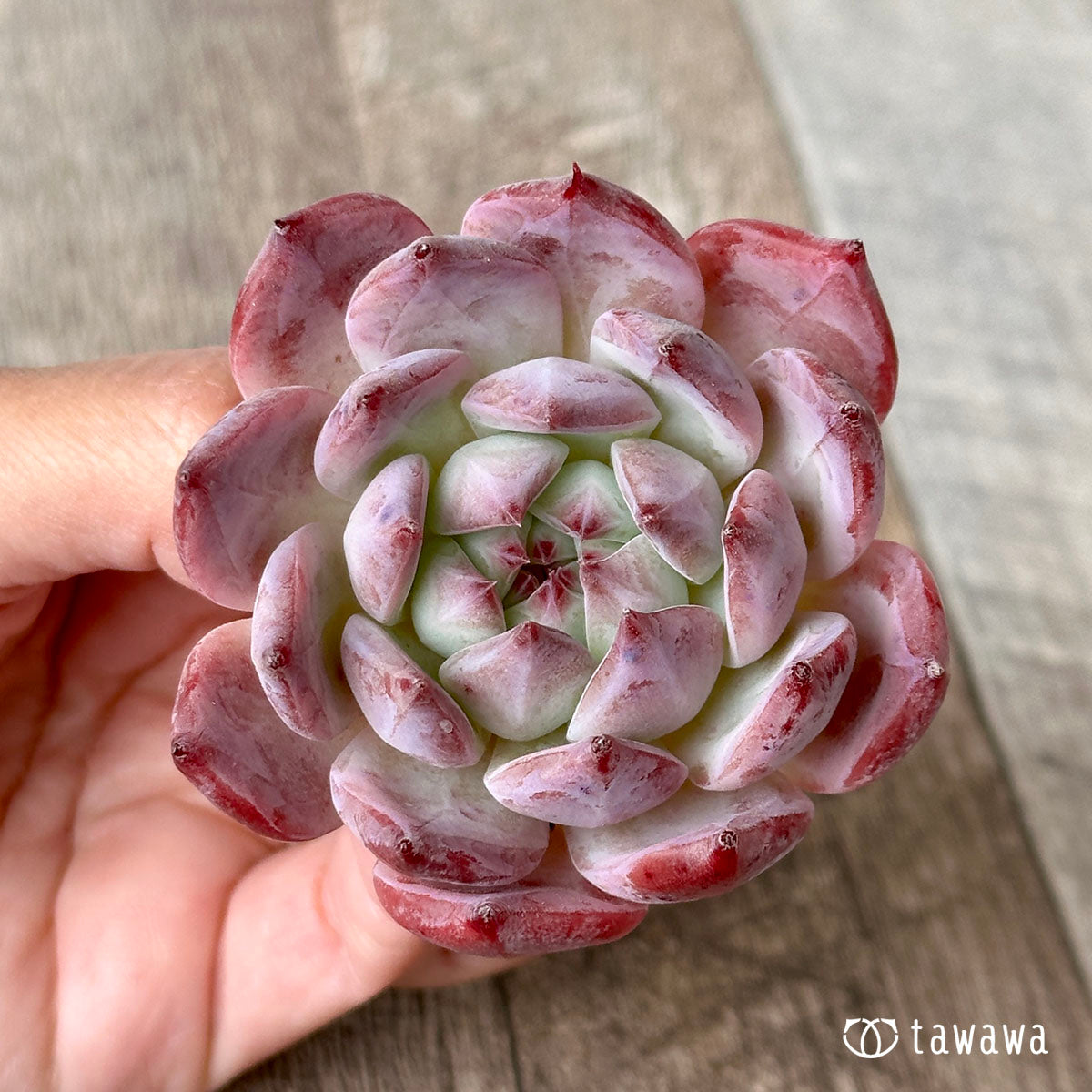 colorata