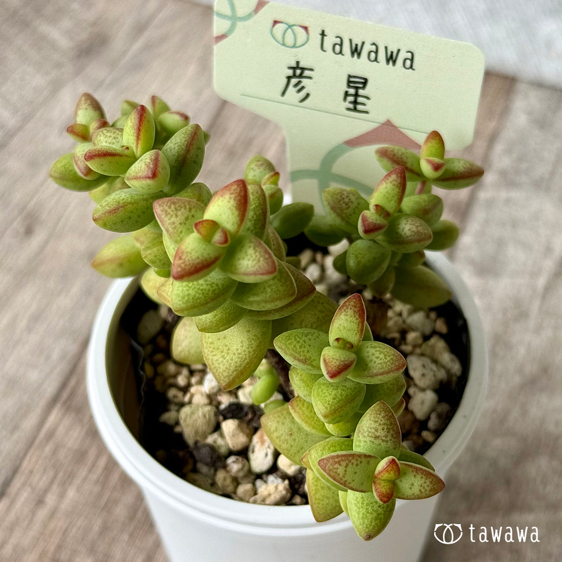 彦星【tawawaハウス苗】