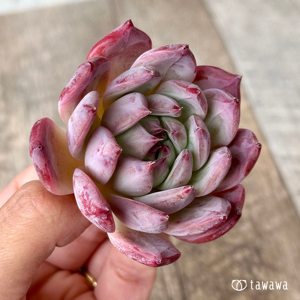 콜로라타